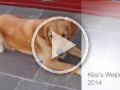Kira-2014